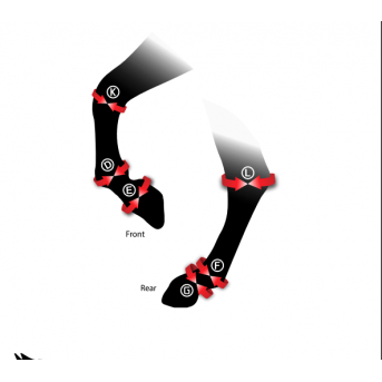 ZANDONA HOCK (Jarret)