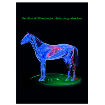 Arthrose du cheval - Arthrose du jarret cheval - Arbalou Soins