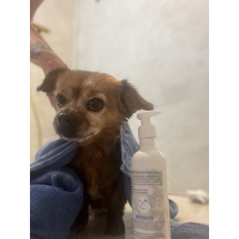 Shampoing chien anti-odeur - La boutique de l'Arbalou