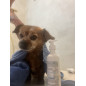 ARBALOU SHAMPOING CALMANT CHIEN