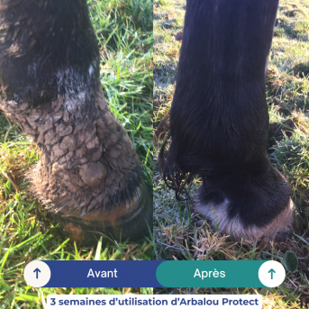 ARBALOU PROTECT