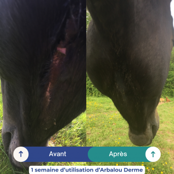 crème cicatrisante cheval, crème apaisante cheval, crème dermite…