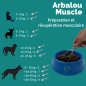 Arbalou Muscle Chien