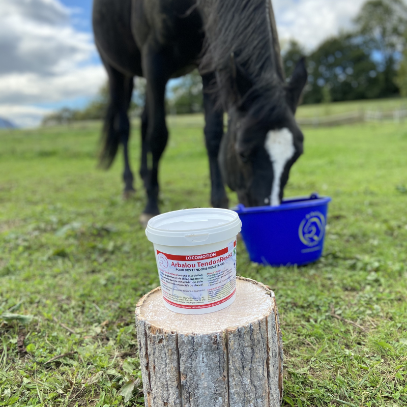 Rive Equestre - Lami Cell Guêtres à glace thérapie par le froid pour
