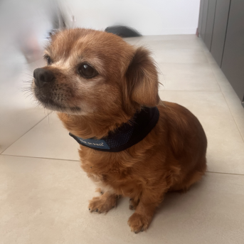 Accessoire rafraichissant chien - La boutique de l'Arbalou
