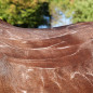 ARBALOU x NOVEM PELAGE DE NOIX CHEVAL