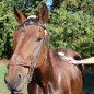 ARBALOU x NOVEM PELAGE DE NOIX CHEVAL