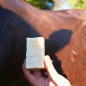 ARBALOU x NOVEM PELAGE DE NOIX CHEVAL