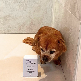 Arbalou x Novëm Pelage de Noix Chien
