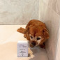Arbalou x Novëm Chien Pelage de Noix