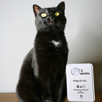 ARBALOU x NOVEM CHAT PELAGE DE NOIX