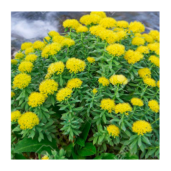 RHODIOLA CHEVAL - La boutique de l'Arbalou