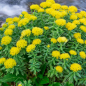 ARBALOU RHODIOLA
