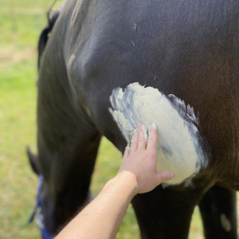 Argile marine cheval - La boutique de l'Arbalou