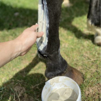 argile et cataplasme huiles essentielles bio cheval