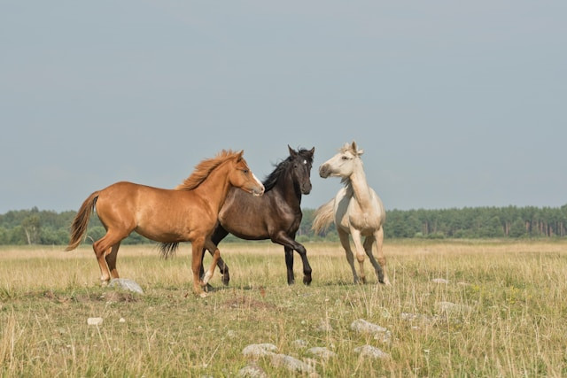 Behavior in horse