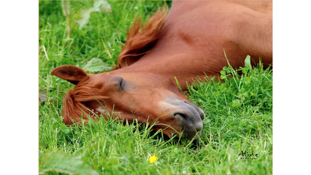 Natural Calming Supplements & Behavior Support | Arbalou Soins