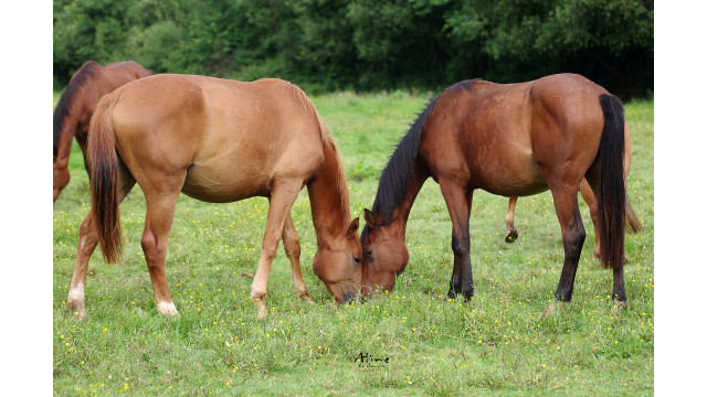 Growth of young horses