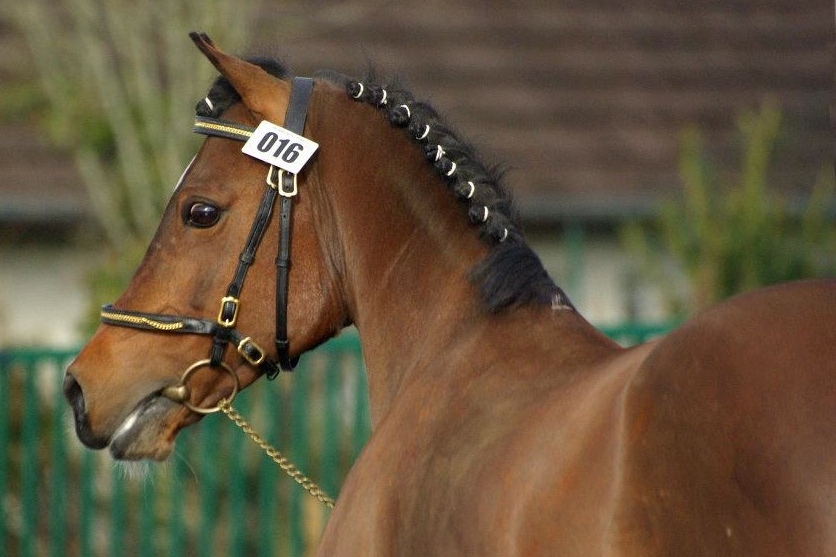 Le stress chez le cheval