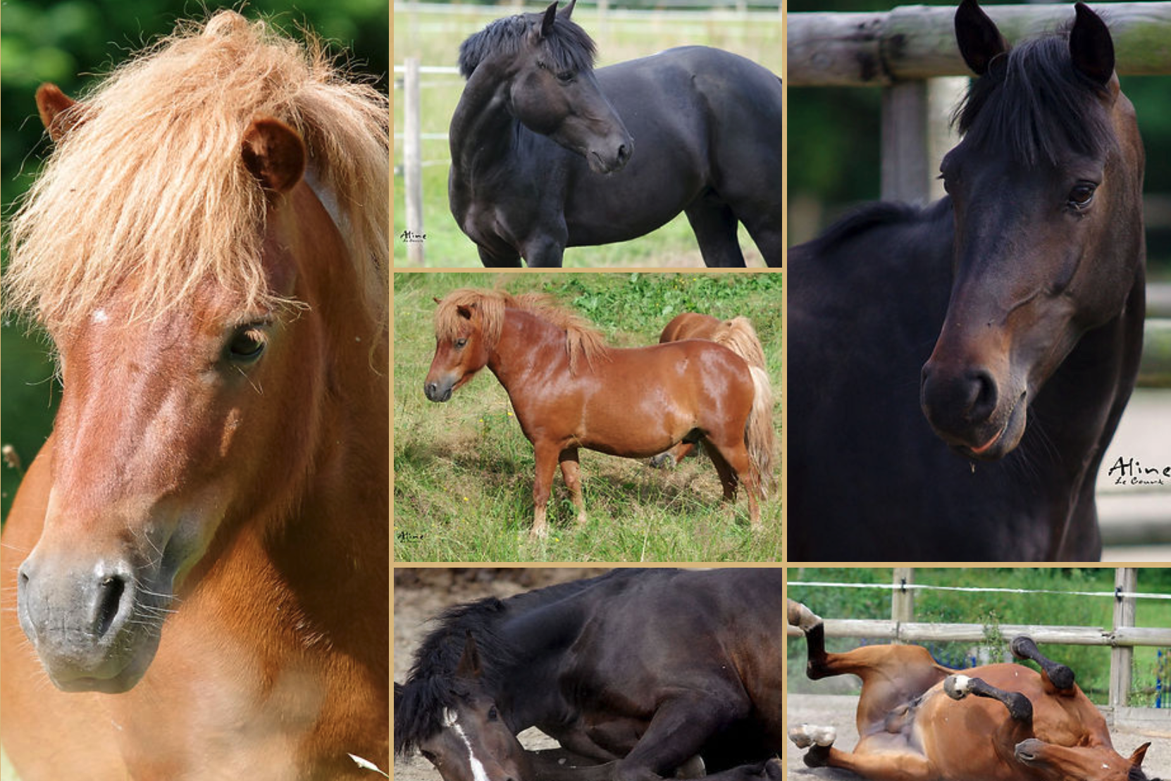 L'ulcère gastrique chez le cheval !