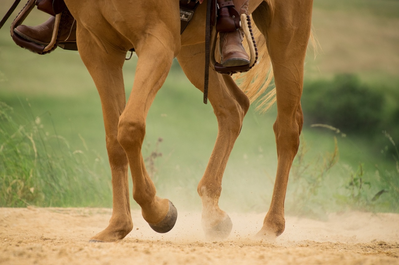 La tendinite chez le cheval, symptômes, traitement naturel, argile, protocole...