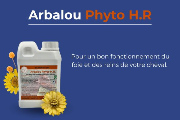 L'ulcère chez le cheval