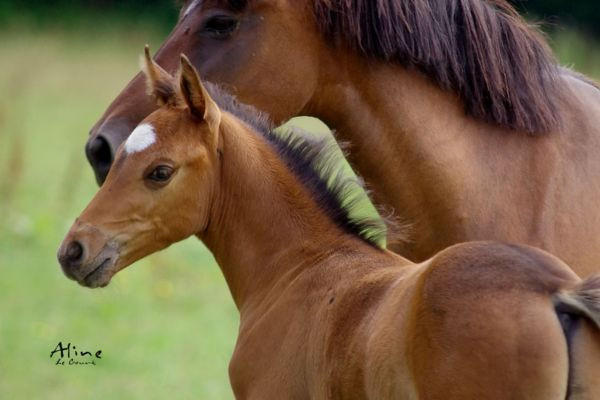 Comment améliorer la fertilité d’une future poulinière ?