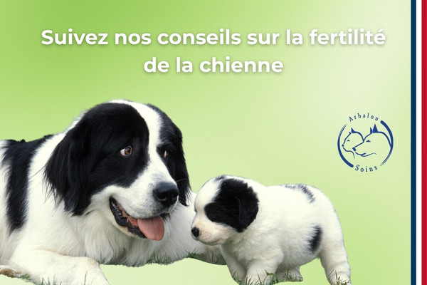 Fertilité de la chienne : cycle, ovulation et conseils pour favoriser la reproduction
