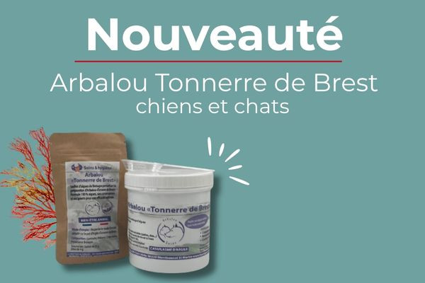 Nouvelle argile pour cheval Tonnerre de Brest