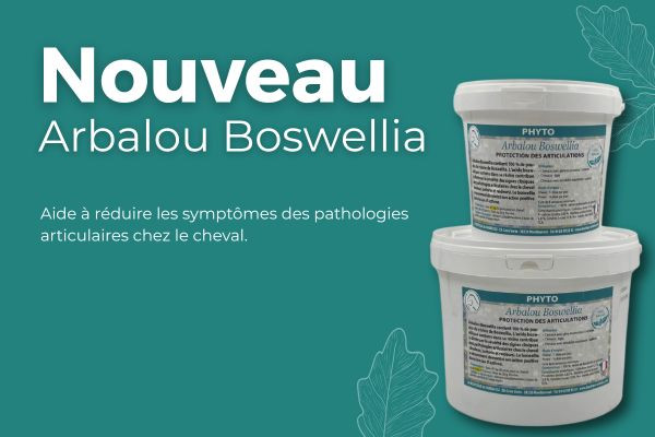 Qu’est-ce que le Boswellia chez le cheval ? Un allié naturel pour les articulations et la respiration.