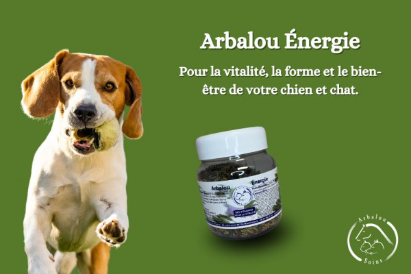 Le CMV pour vos chiens et chats !