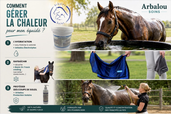 Comment protéger son cheval de la chaleur en été