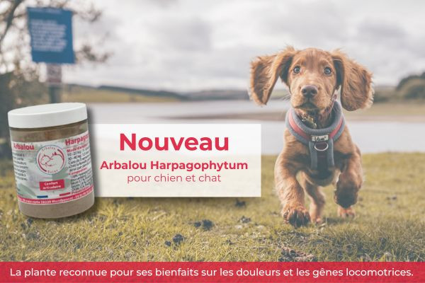 NOUVEAU : Arbalou Harpagophytum pour chien !