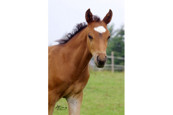 Drainants pour chevaux : pourquoi, quand et pour quels chevaux ?