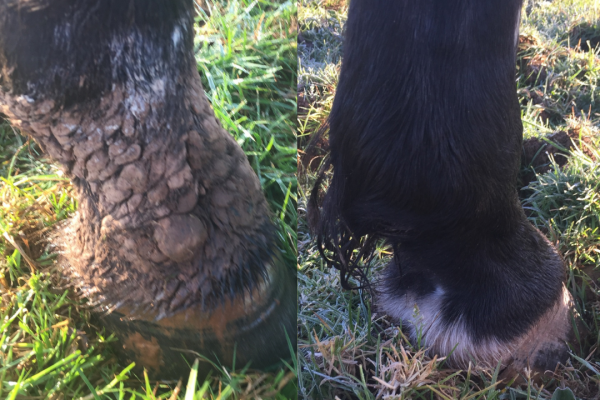 Arbalou Protect : le soin spécifique des paturons du cheval face à l’humidité