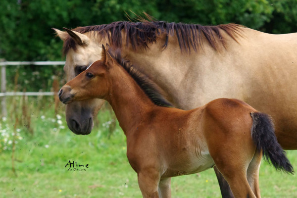 Poulinière sans lait : que faire pour augmenter la lactation naturellement ?