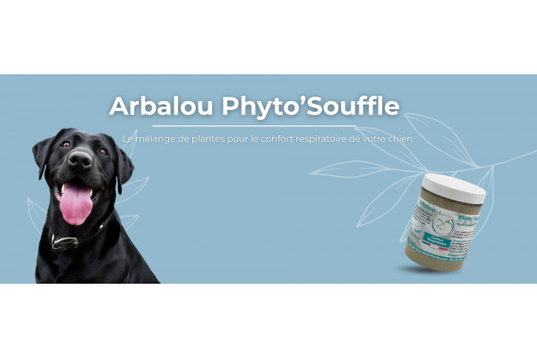 Fertilité de la chienne : cycle, ovulation et conseils pour favoriser la reproduction