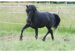 L'intérêt des chondroprotecteurs chez les chevaux de sport, d'élevage et senior.